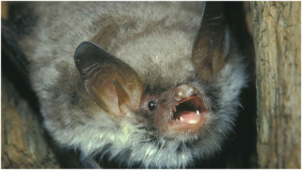 Bayerische_Fransenfledermaus Bayerische_Fransenfledermaus